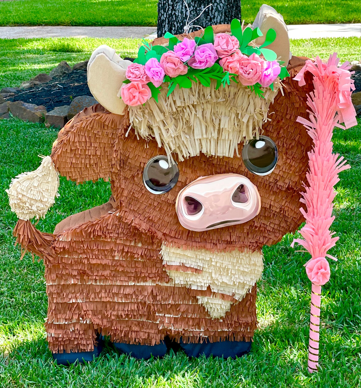 Cute Highland Cow