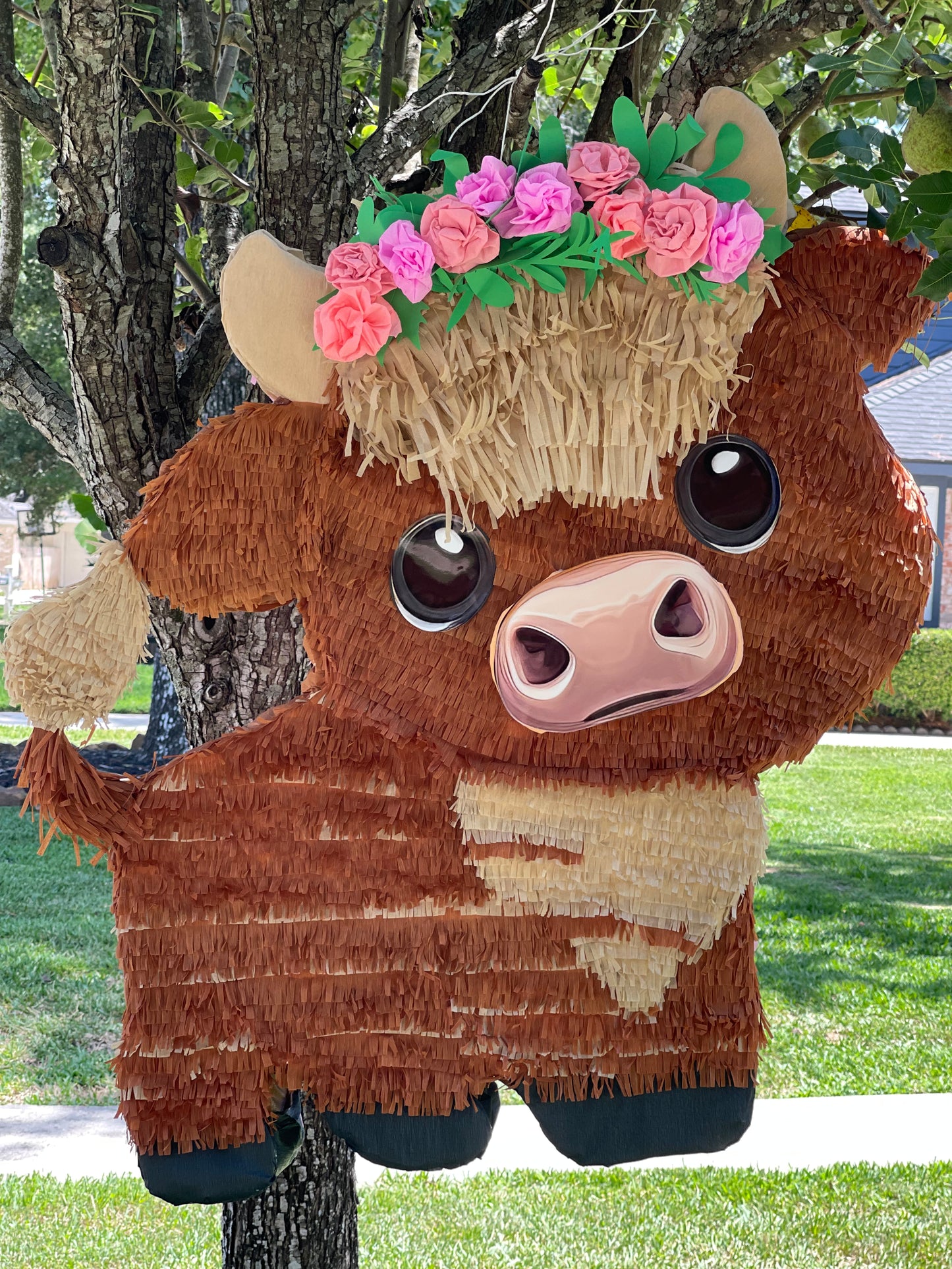 Cute Highland Cow